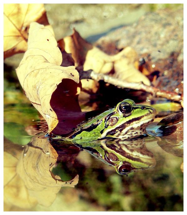 reflection photography examples