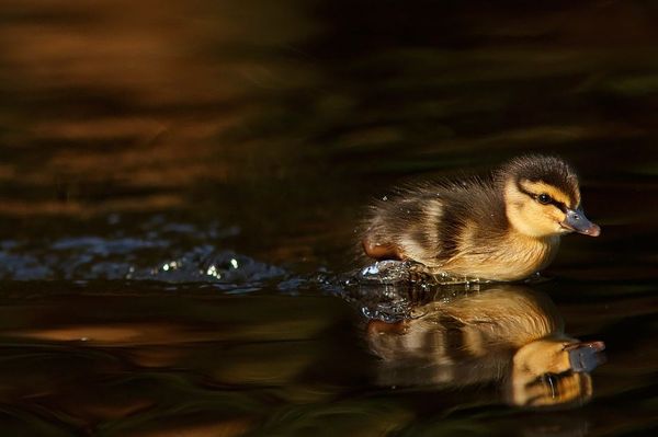 reflection photography examples
