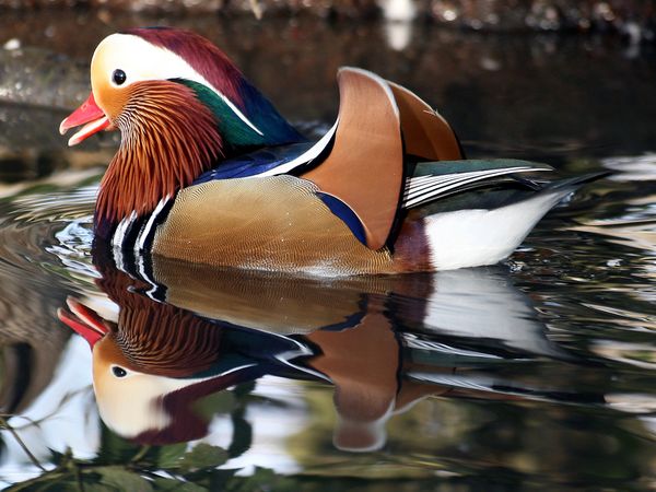 reflection photography examples