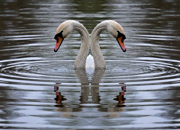 reflection photography examples
