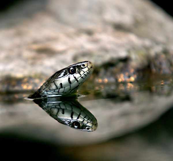 reflection photography examples