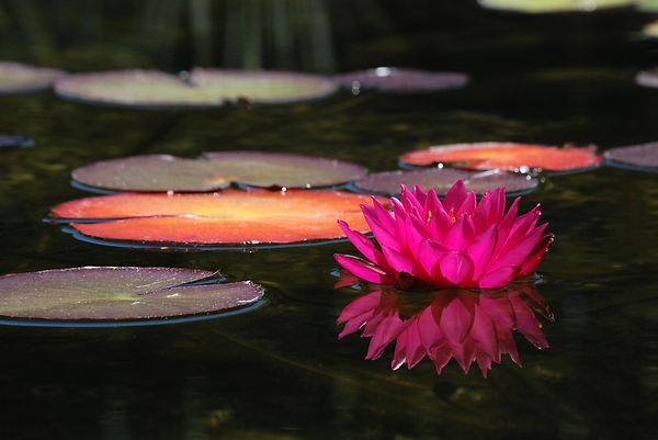 reflection photography examples
