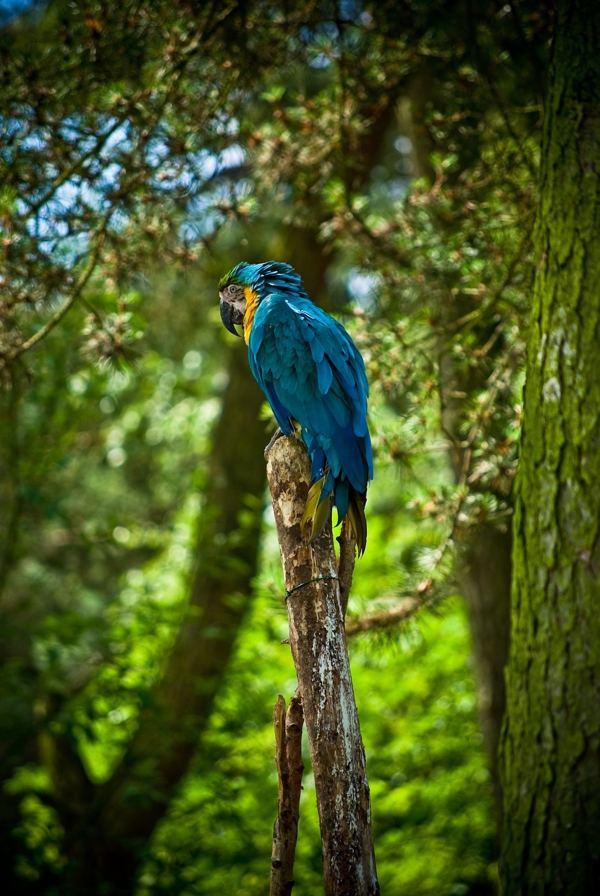Photo Critique