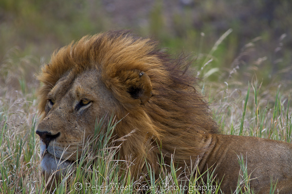african safari photography
