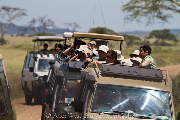 african safari photography
