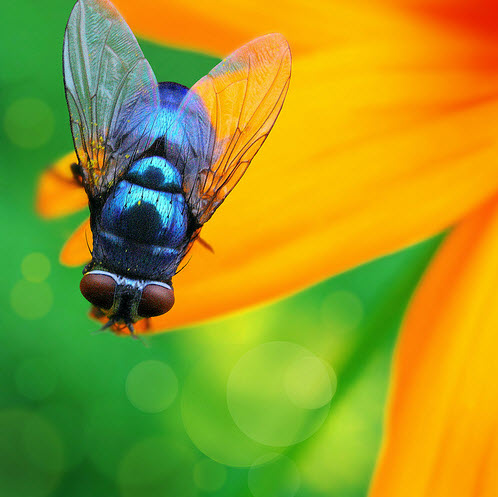 Beautiful Bokeh Photography Examples
