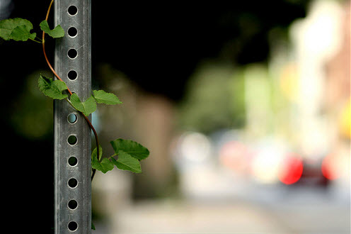 Beautiful Bokeh Photography Examples