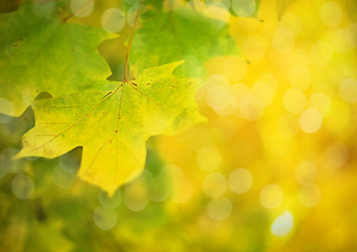 Beautiful Bokeh Photography Examples