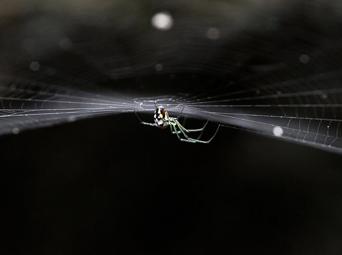 Beautiful Bokeh Photography Examples