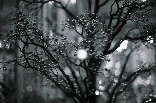 Beautiful Bokeh Photography Examples