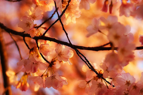 Beautiful Bokeh Photography Examples