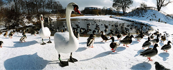 panoramic photography tips