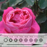 The Basic Recipe for Taking Great Pictures