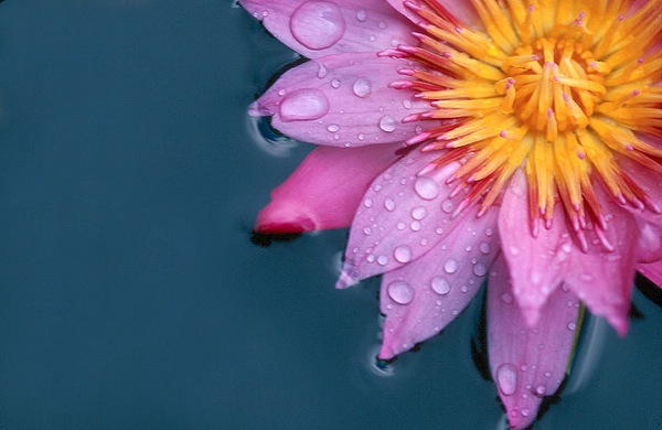 Rain Photography