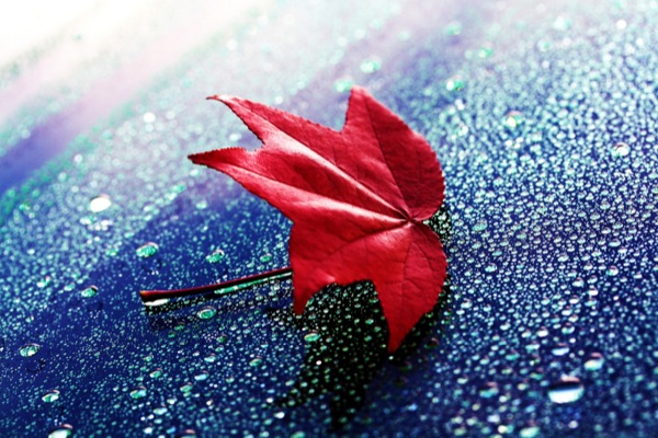 Rain Photography