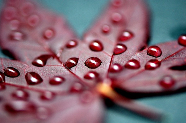 Rain Photography
