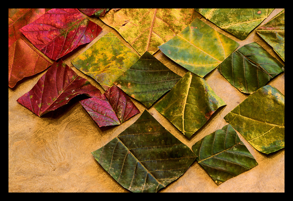 autumn photography examples