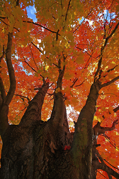 autumn photography examples