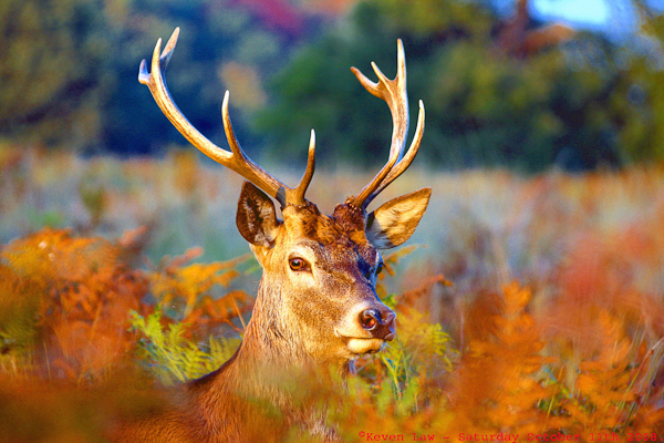 autumn photography examples