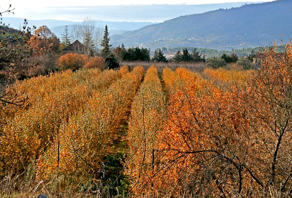 autumn photography examples