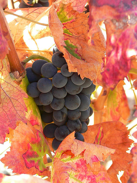autumn photography examples