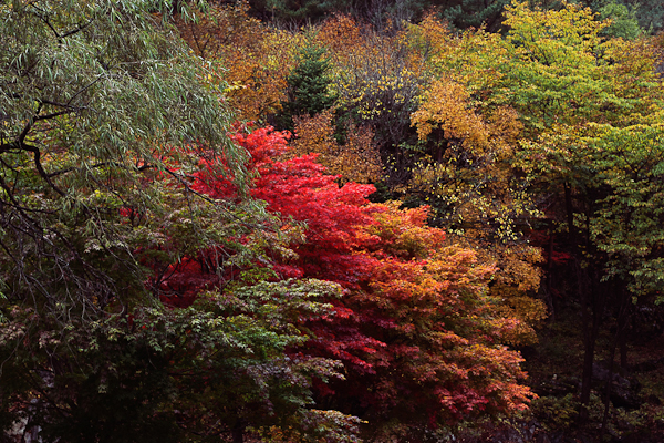autumn photography examples