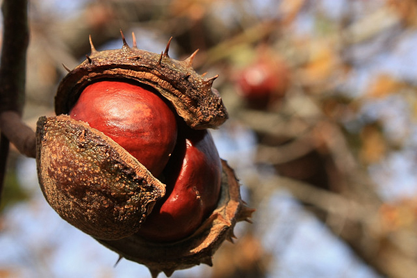 autumn photography examples