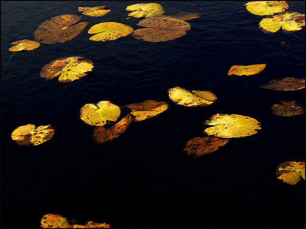 autumn photography examples
