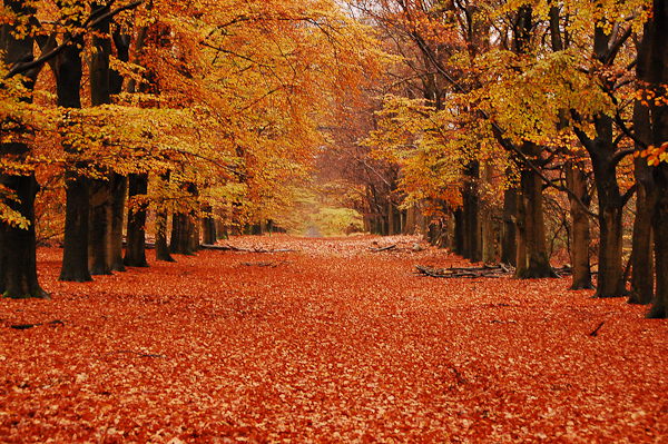 autumn photography examples