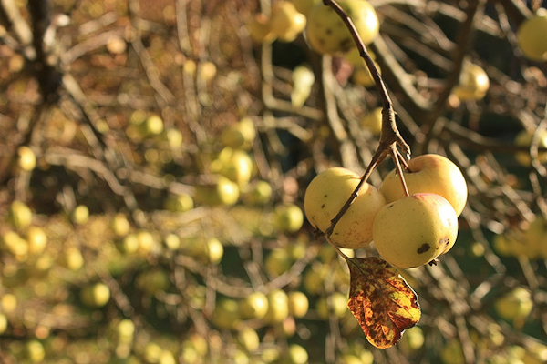 autumn photography examples