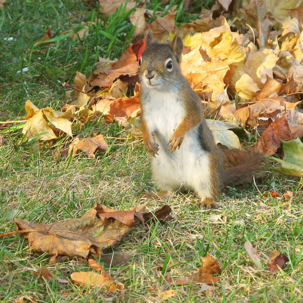 autumn photography examples