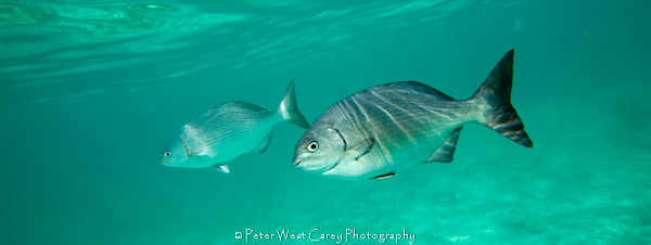 underwater photography tips