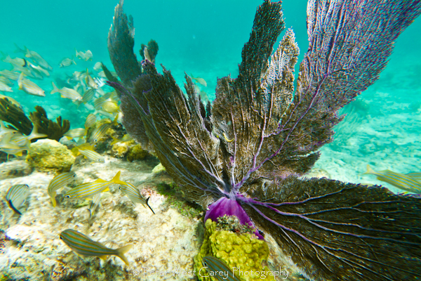 underwater photography tips