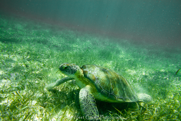 underwater photography tips
