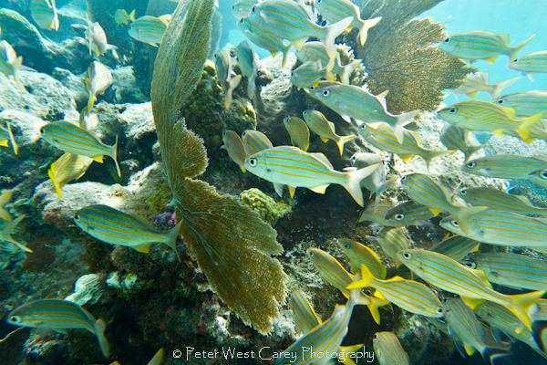 underwater photography tips