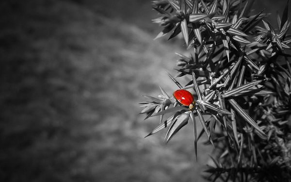 partial color colour photography