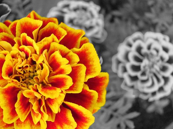 partial color colour photography