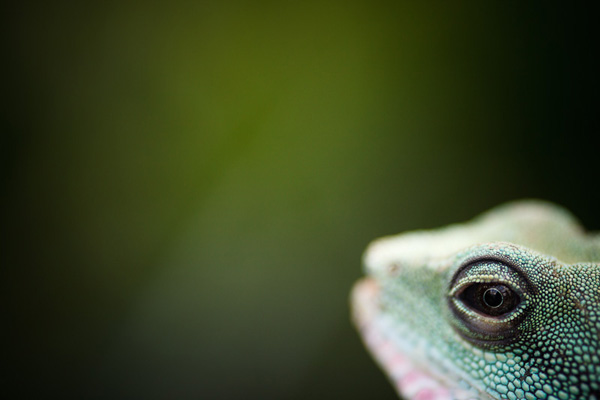 wide aperture photography