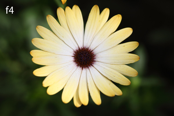 wide aperture photography