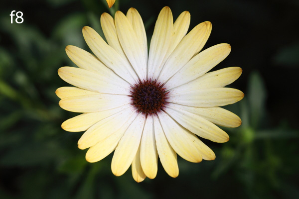 wide aperture photography