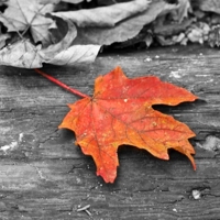 Sonic Slideshow #1: Amazing Autumn Photography