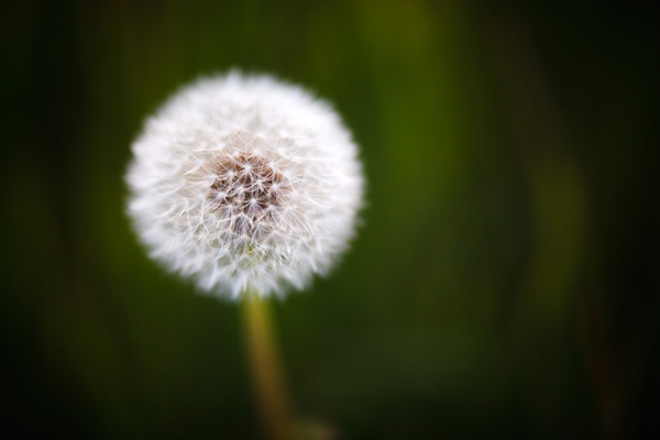 photography background tips