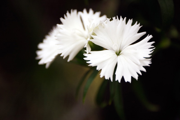 photography background tips