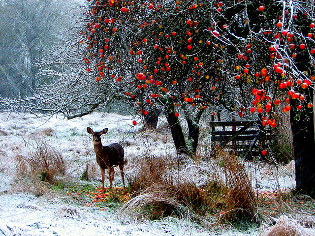 winter snow photography examples