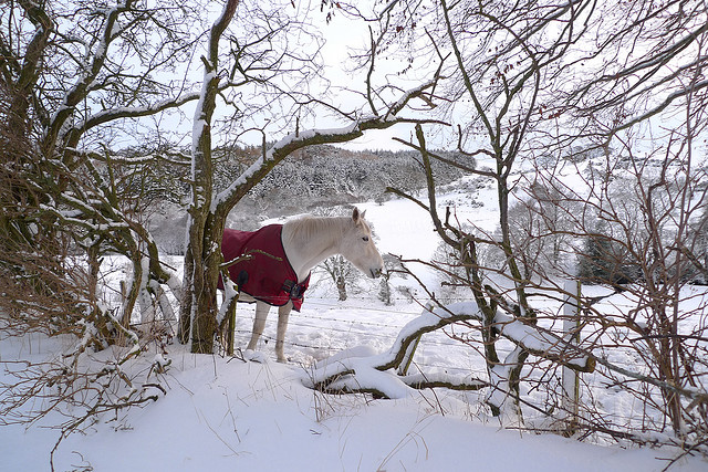 winter snow photography examples