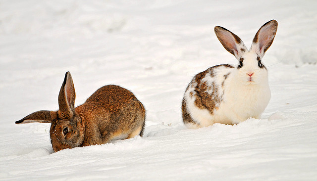 winter snow photography examples
