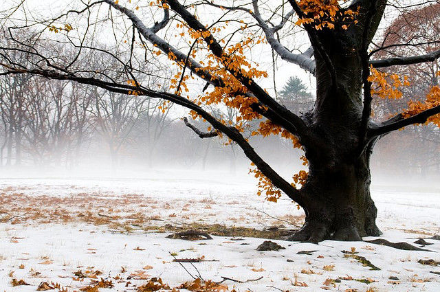 winter snow photography examples