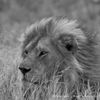The Advanced Guide to Black & White Presets in Lightroom – Photo Premium