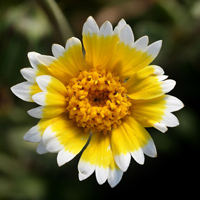 How To Photograph Beautiful Wildflowers – Photo Premium