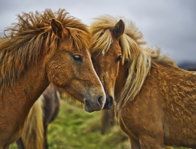 pet photography tips